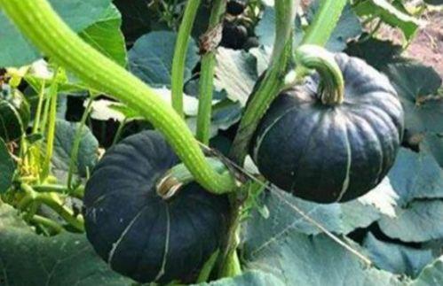 夸克吃瓜合集网红,夸克吃瓜合集网红的爆笑日常