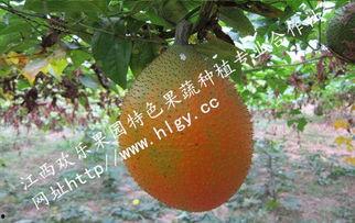 吃瓜天堂地址,探寻网络热点的神秘魅力