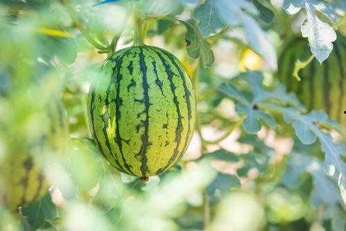 吃瓜天堂地址,探寻网络热点的神秘魅力