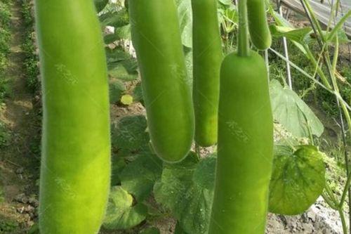 吃瓠瓜好放屁,轻松享受，畅快放屁