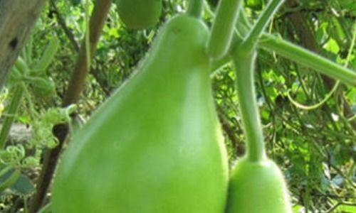 吃瓠瓜好放屁,轻松享受，畅快放屁