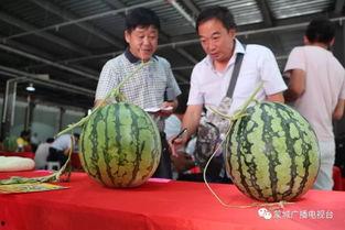 蒙城吃瓜,揭秘当地特色美食背后的故事