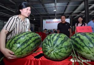 蒙城吃瓜,揭秘当地特色美食背后的故事