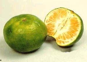 吃瓜的大橘子,揭秘瓜界风云