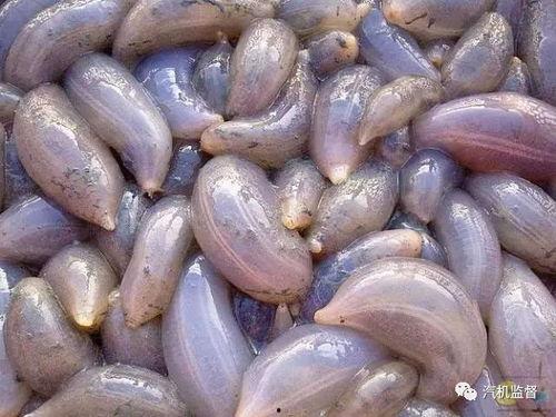 吃瓜海未,一场网络热议背后的真相