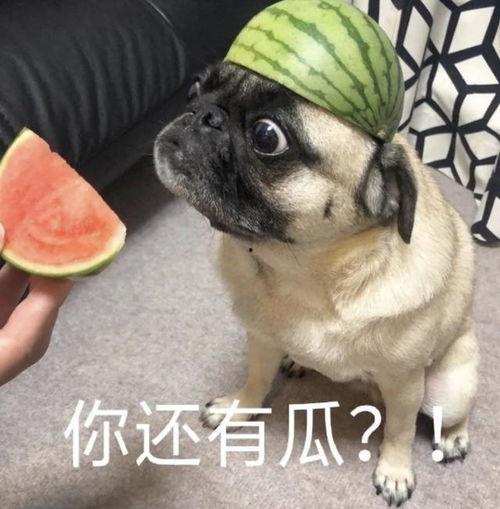 无辜吃瓜表情包,揭秘网络表情包的魅力