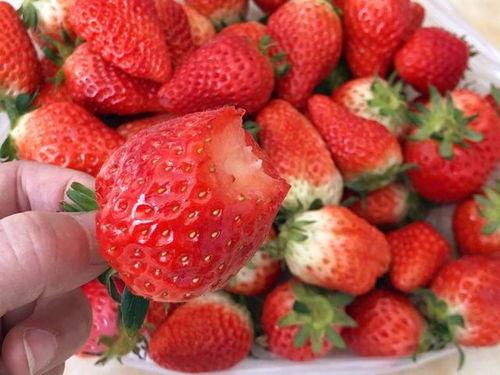 草莓小甜心吃瓜视频,揭秘娱乐圈幕后故事