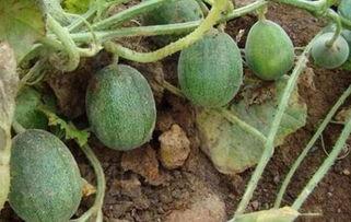 各网友在线吃瓜,网友在线吃瓜，揭秘娱乐圈幕后故事