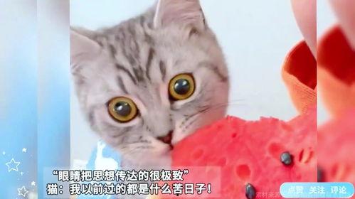 猫咪吃瓜主人,揭秘宠物界的趣味瞬间