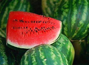 孕妇可以吃洋瓜尖吗,洋瓜尖的安全性探讨