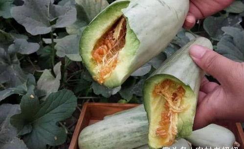 孕妇可以吃洋瓜尖吗,洋瓜尖的安全性探讨