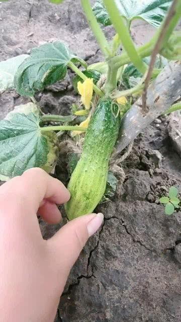 吃瓜吃不甜了,为何瓜越吃越不甜？揭秘背后真相