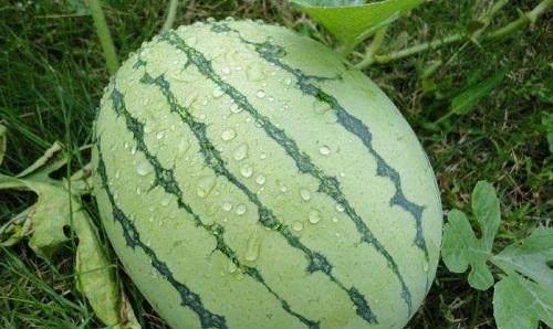 吃瓜吃不甜了,为何瓜越吃越不甜？揭秘背后真相