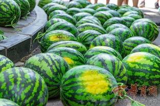 吃瓜小群名称,一场网络社交的狂欢盛宴