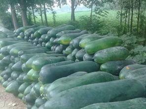 天长市吃瓜,品味夏日甜蜜时光