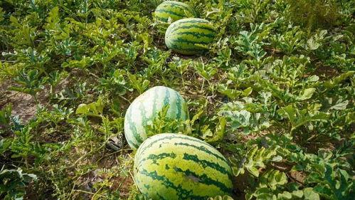 天长市吃瓜,品味夏日甜蜜时光