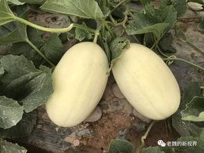 边长边吃的瓜叫什么瓜,边长边吃的瓜，竟有如此独特美名