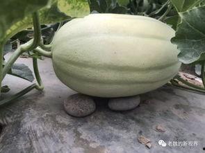 边长边吃的瓜叫什么瓜,边长边吃的瓜，竟有如此独特美名