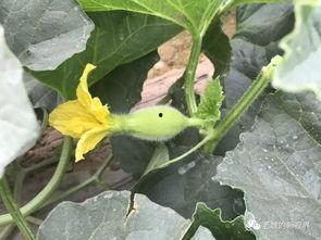 边长边吃的瓜叫什么瓜,边长边吃的瓜，竟有如此独特美名