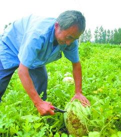 田间地头吃瓜视频