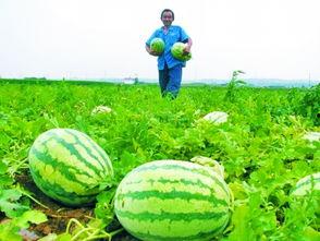 田间地头吃瓜视频
