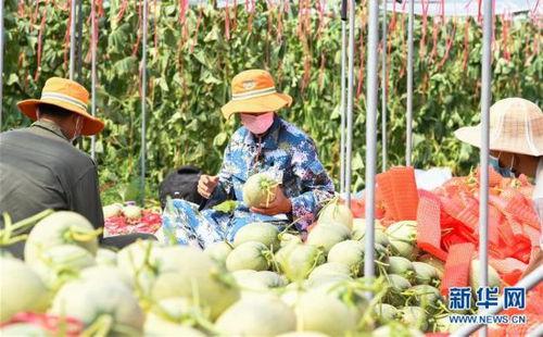 田间地头吃瓜视频