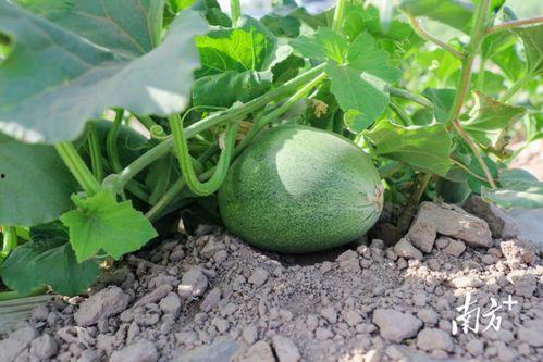 大瓜八点吃瓜,揭秘娱乐圈最新热点，带你畅游吃瓜盛宴