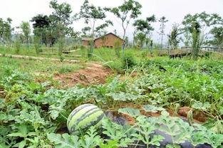 三瓜公社群众吃瓜,群众共享欢乐，吃瓜成风