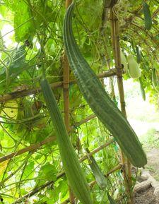 三瓜公社群众吃瓜,群众共享欢乐，吃瓜成风