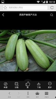 什么瓜是吃皮,揭秘各种瓜果的皮与食用奥秘