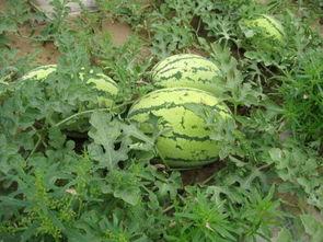 京中吃瓜,揭秘京城美食圈的那些事儿