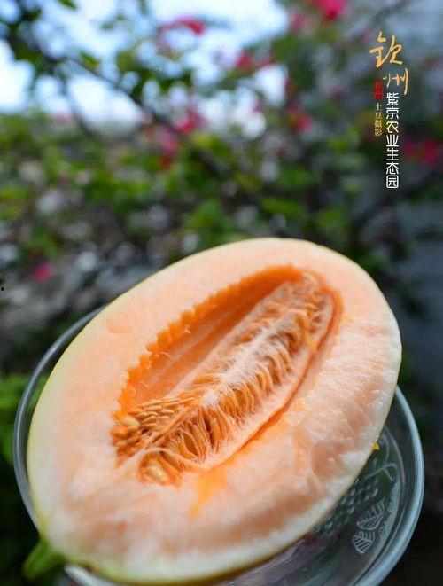 京中吃瓜,揭秘京城美食圈的那些事儿