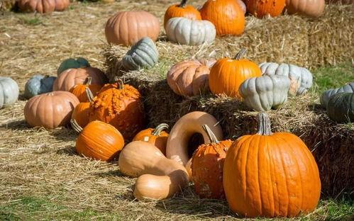 峨眉山吃瓜,吃瓜赏景，尽享清凉时光