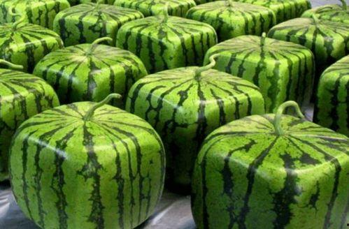 吃瓜俱乐部中国,中国网络社交新潮流