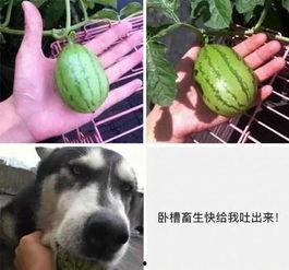 吃瓜搞笑奇葩图片大全,笑料横生！吃瓜搞笑奇葩图片大盘点