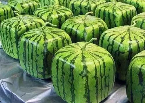 吃瓜年瓜,年味浓情——吃瓜年瓜，品味民俗风情