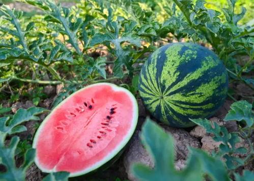 最新吃瓜官方,事件始末及各方反应大揭秘