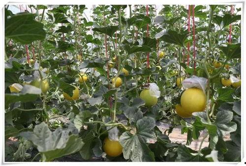 刘一吃瓜,揭秘娱乐圈背后的那些事儿