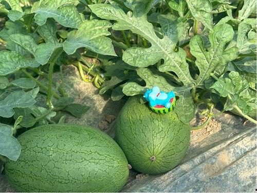 马黄吃瓜,夏日田园风情画