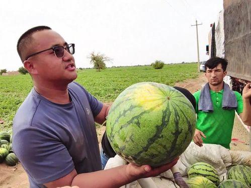 马黄吃瓜,夏日田园风情画