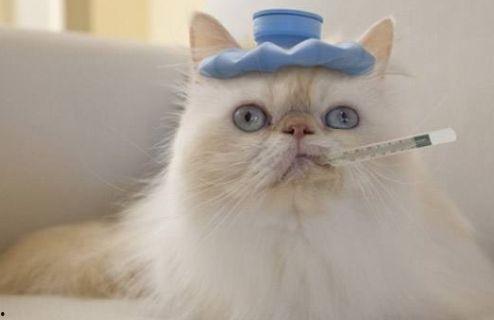 猫咪可以吃小白瓜吗,小白瓜在猫咪饮食中的适宜性解析