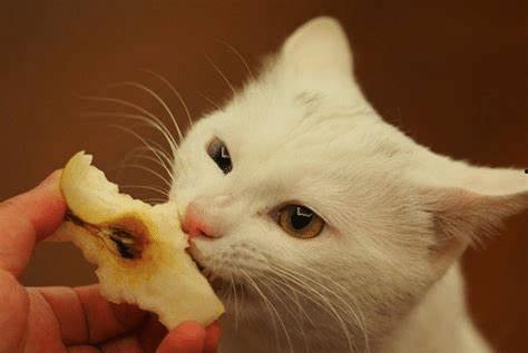 猫咪可以吃小白瓜吗,小白瓜在猫咪饮食中的适宜性解析