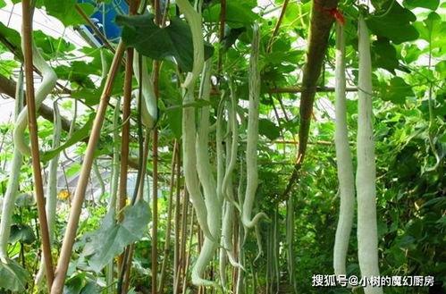 印度老太吃蛇瓜视频,惊险瞬间引网友热议