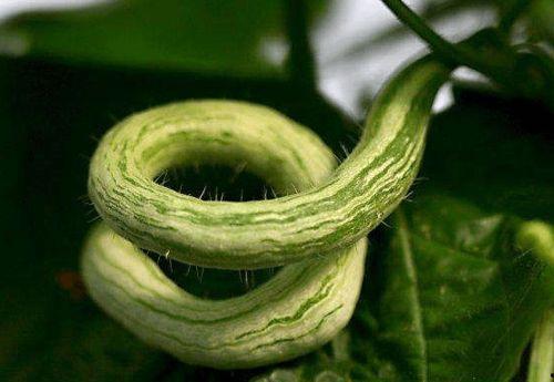 印度老太吃蛇瓜视频,惊险瞬间引网友热议