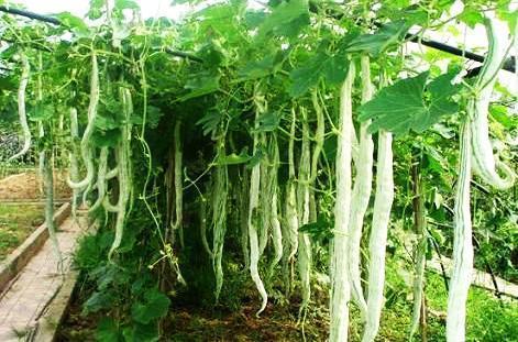 印度老太吃蛇瓜视频,惊险瞬间引网友热议