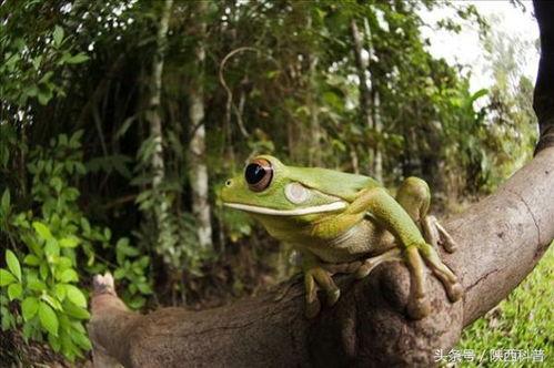 快乐蛙蛙吃瓜视频,一场欢乐的美食冒险之旅