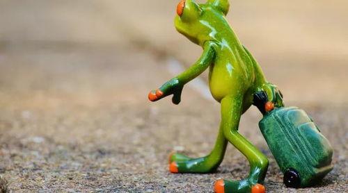 快乐蛙蛙吃瓜视频,一场欢乐的美食冒险之旅