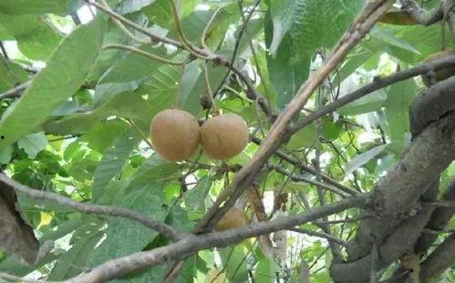 野路子吃瓜,揭秘娱乐圈幕后那些事儿