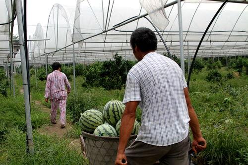 农村小镇吃瓜比赛,农村小镇的欢乐吃瓜盛宴