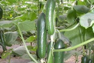 春天吃瓜图片,解锁春季美味新选择